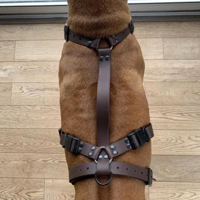 418268679 3828610177408242 635735230988245130 n